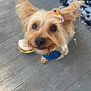Betty Boo is registered to the contest to win money with this photo: adorable, animal, black_nose, bow, brown_fur, close_up, companion, cute, dog, domestic_animal, ears_up, flower_collar, friendly, indoor, looking_up, pet, playful, small_dog, toy, wooden_floor