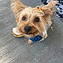 adorable, animal, black_nose, bow, brown_fur, close_up, companion, cute, dog, domestic_animal, ears_up, flower_collar, friendly, indoor, looking_up, pet, playful, small_dog, toy, wooden_floor