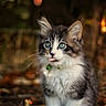 kitten, cat, fluffy, long_hair, blue_eyes, tongue_out, sitting, portrait, animal, pet, whiskers, ears, fur, gray_and_white, outdoor, forest, woodland, leaves, bokeh, autumn