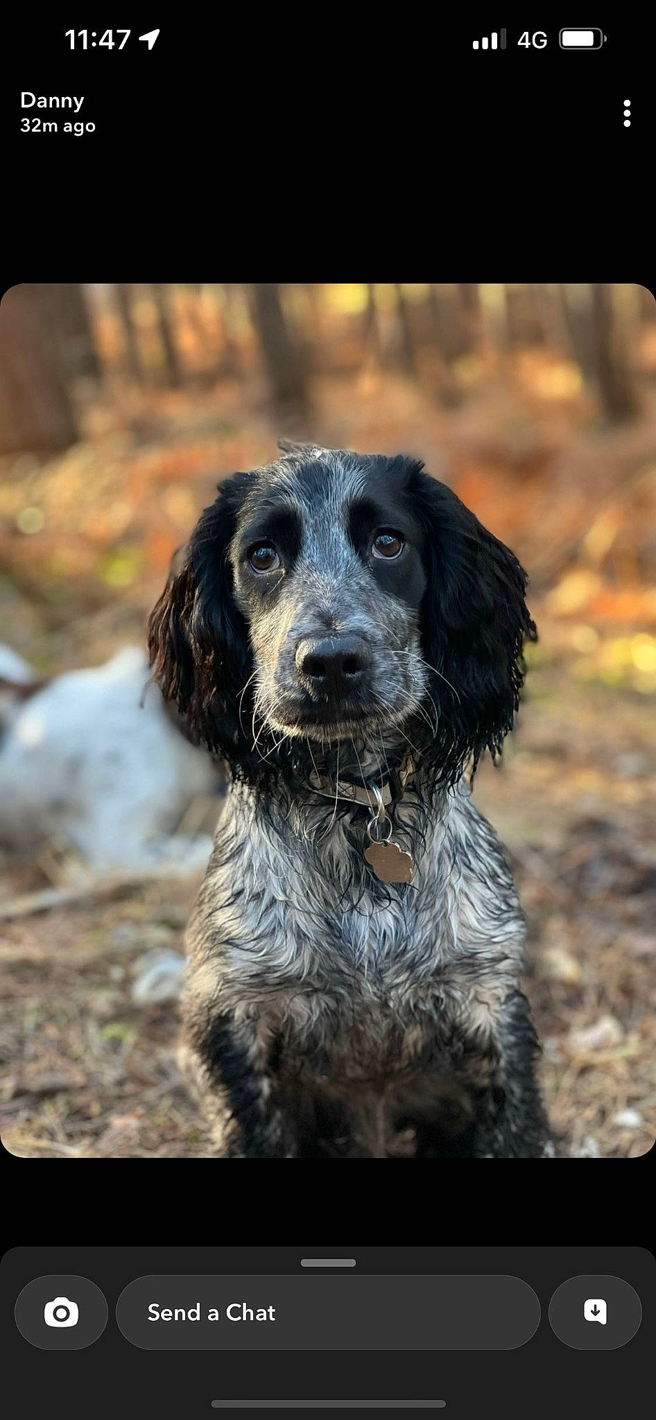 Donald is registered to the contest to win money with this photo: canidae, carnivore, companion_dog, dog, dog_breed, fur, grass, gun_dog, hunting_dog, liver, russian_spaniel, snout, soil, spaniel, sporting_group, water_dog, working_animal, working_dog
