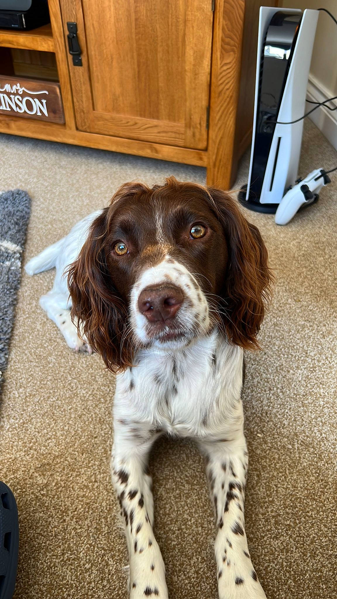 Douglas is registered to the contest to win money with this photo: cabinetry, canidae, carnivore, companion_dog, dog, dog_breed, door, flooring, fur, gun_dog, hardwood, liver, snout, spaniel, sporting_group, terrestrial_animal, varnish, wood, wood_stain, working_animal