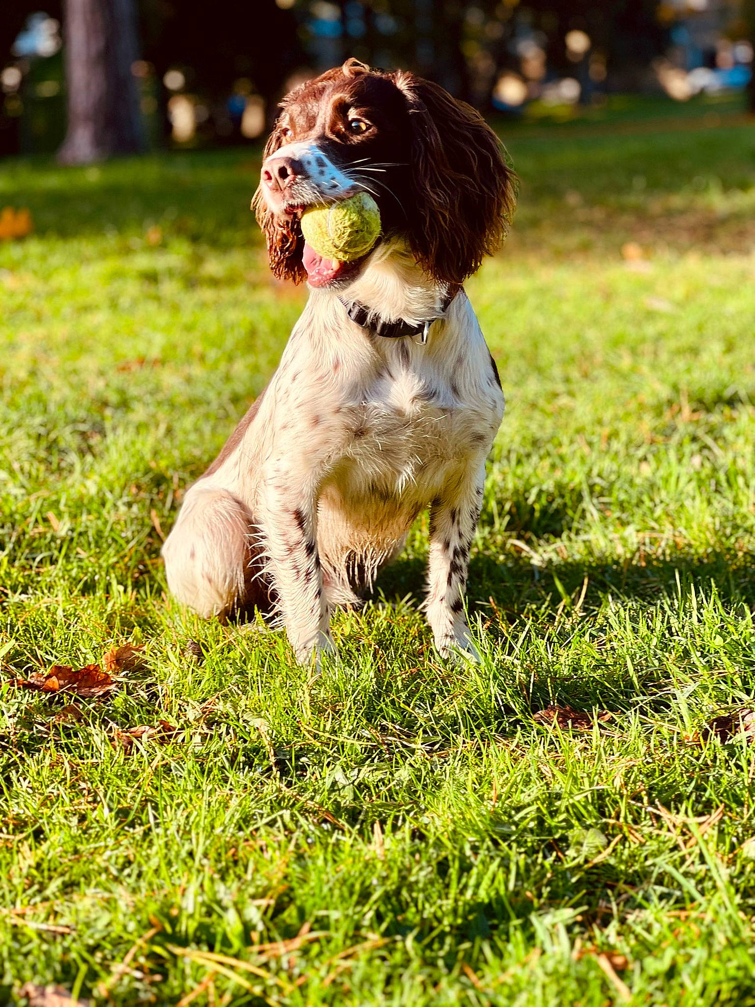 Douglas joined the competition — help win amazing prizes! canidae, carnivore, companion_dog, dog, dog_breed, grass, grass_family, grassland, groundcover, gun_dog, happy, lawn, liver, people_in_nature, plant, sporting_group, tail, tree, walking, working_dog