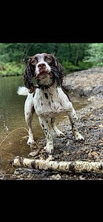 Douglas joined the competition — help win amazing prizes! canidae, carnivore, companion_dog, dog, dog_breed, gun_dog, hunting_dog, liver, plant, pointing_breed, snout, soil, sporting_group, water, working_animal