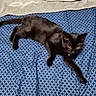 animal, bed, black_cat, blanket, blue_bedspread, cat, cozy, cute, domestic_animal, ears, feline, fur, home, indoor, pet, relaxing, resting, sleepy, stretching, whiskers