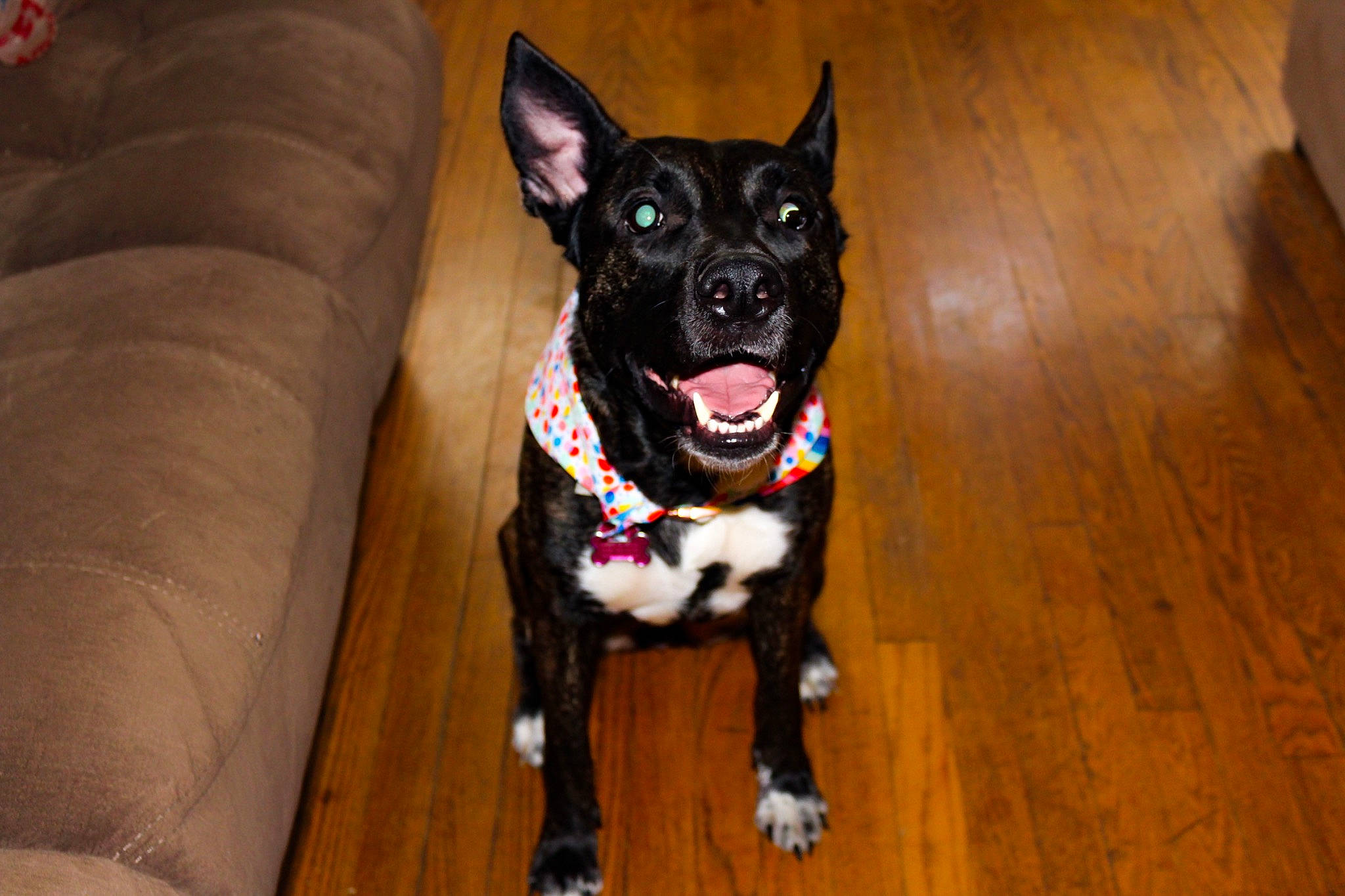 Adda Marie is registered to the contest to win money with this photo: canidae, carnivore, collar, companion_dog, dog, dog_breed, dog_collar, dog_supply, eye, fawn, flooring, fur, hardwood, leash, snout, sporting_group, toy_dog, whiskers, wood, working_animal