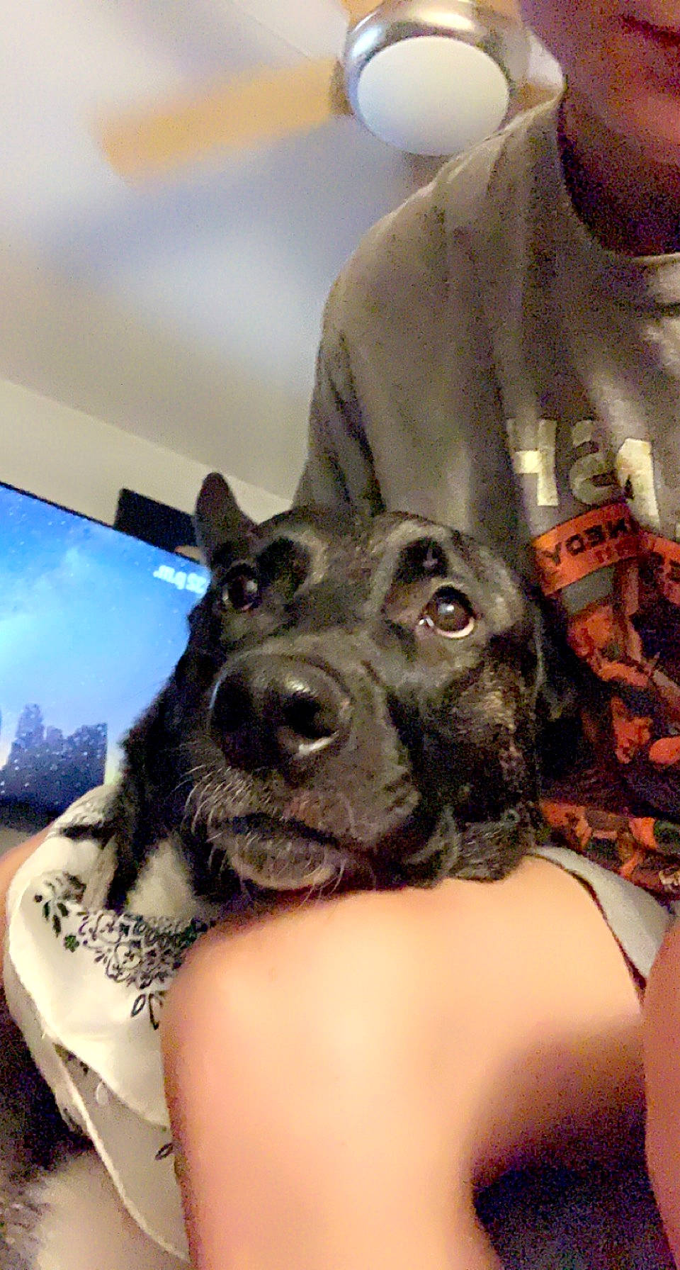 Adda Marie joined the competition — help win amazing prizes! abdomen, carnivore, chest, companion_dog, computer_keyboard, couch, dog, dog_breed, fawn, fur, guard_dog, pattern, selfie, sleeve, snout, sporting_group, tattoo_artist, television, temporary_tattoo, whiskers