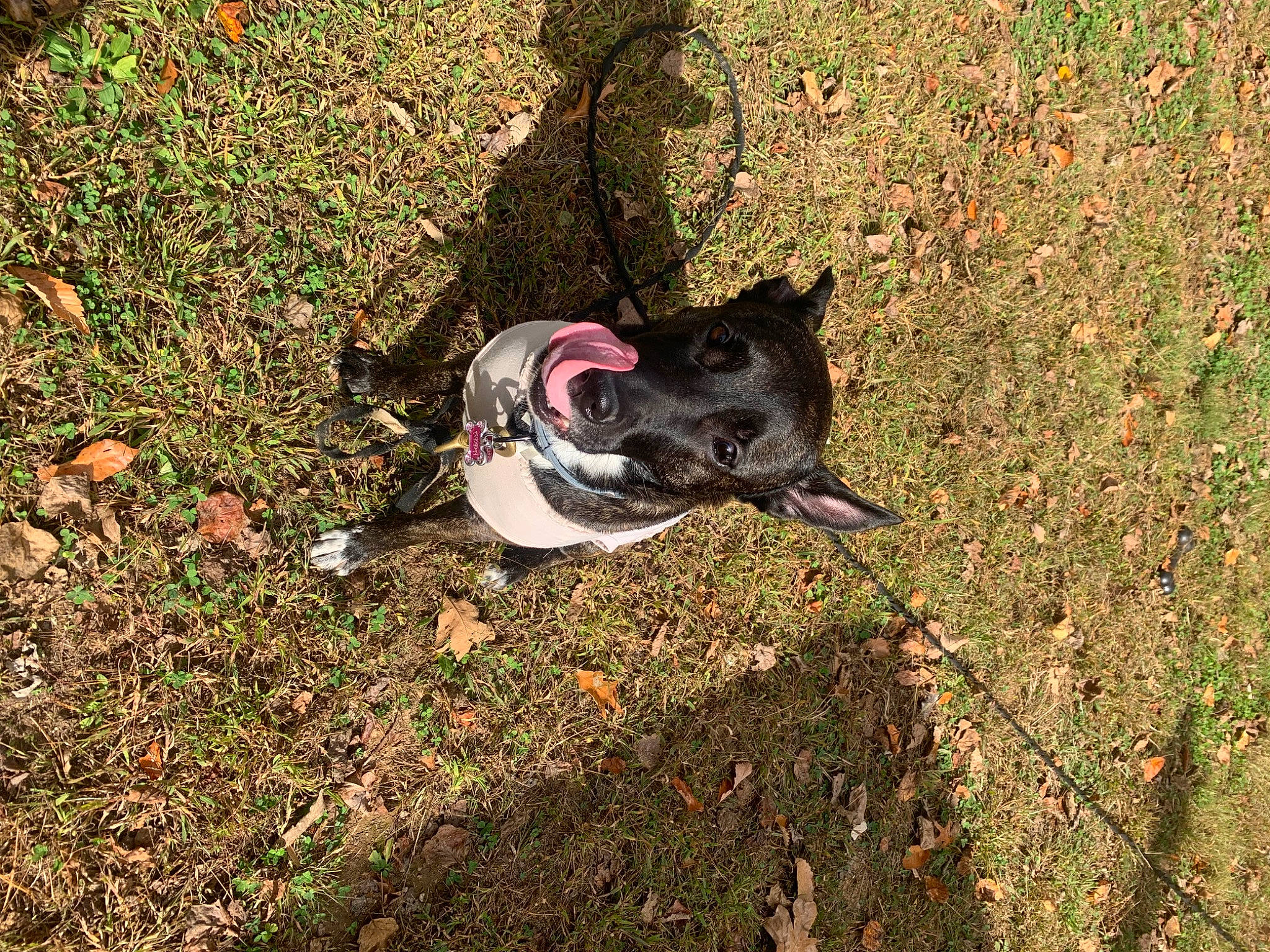 Adda Marie is registered to the contest to win money with this photo: canidae, carnivore, collar, companion_dog, dog, dog_breed, dog_collar, fashion_accessory, grass, leash, non_sporting_group, pet_supply, shadow, snout, soil, sporting_group, tail, tints_and_shades, tree, working_animal