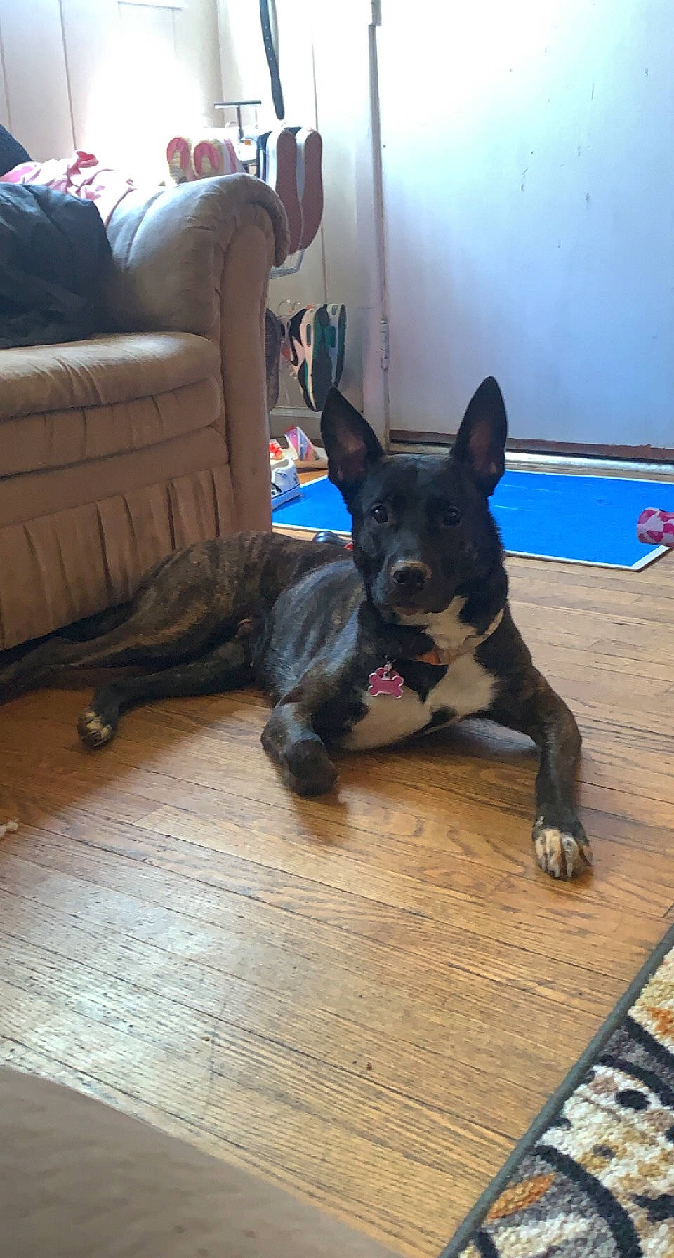 Adda Marie is registered to the contest to win money with this photo: carnivore, collar, comfort, companion_dog, couch, dog, dog_breed, dog_supply, fawn, floor, flooring, guard_dog, hardwood, herding_dog, living_room, studio_couch, tail, wood, wood_flooring, working_animal