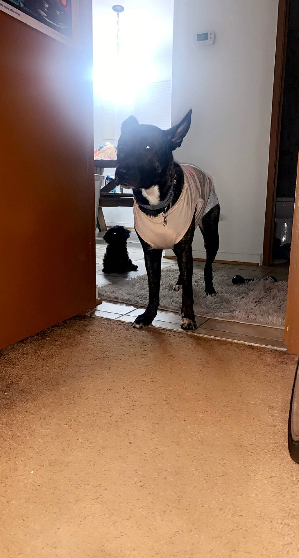 Adda Marie joined the competition — help win amazing prizes! art, boston_terrier, canidae, carnivore, companion_dog, dog, dog_breed, dog_collar, fawn, floor, flooring, guard_dog, personal_protective_equipment, pet_supply, snout, sporting_group, tail, toy_dog, wood, working_animal