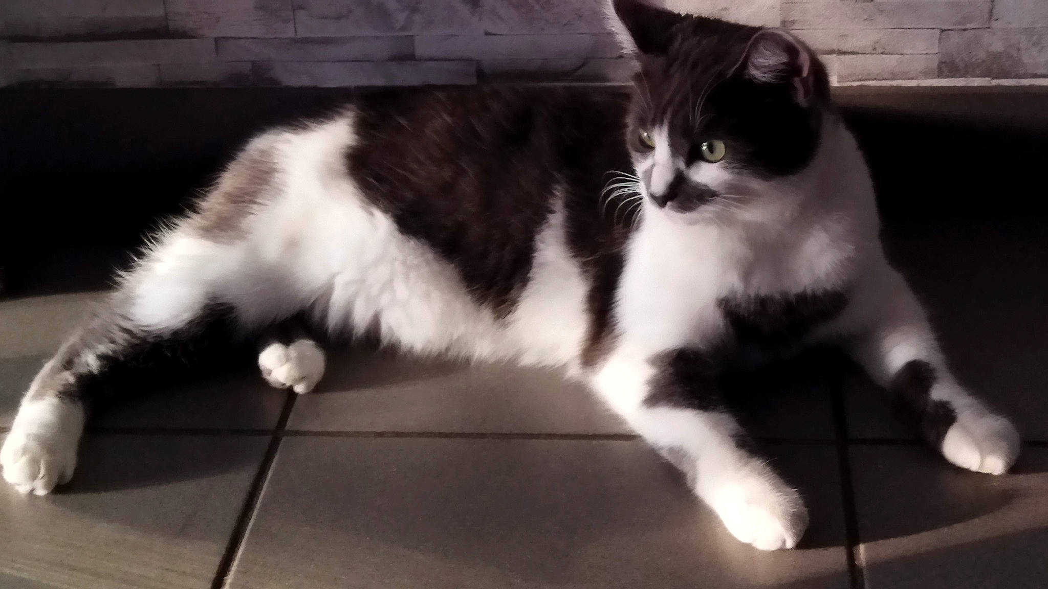 Shanelle a rejoint le concours — aidez-le/la à gagner de superbes lots ! black_and_white, carnivore, cat, domestic_short_haired_cat, felidae, flooring, foot, fur, human_leg, monochrome, monochrome_photography, paw, shadow, sitting, small_to_medium_sized_cats, snout, style, tail, vertebrate, whiskers