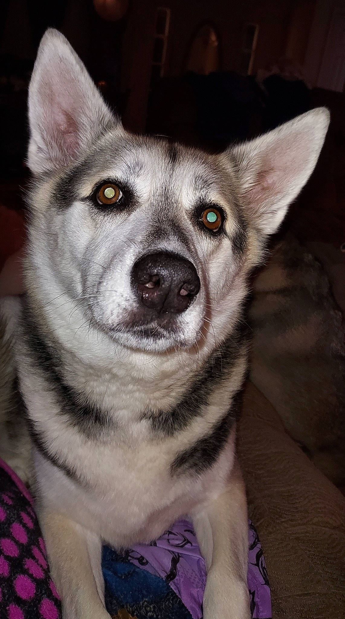 Jack is registered to the contest to win money with this photo: canidae, canis, carnivore, companion_dog, dog, dog_breed, eye, fawn, fur, grey, head, iris, jaw, non_sporting_group, snout, sporting_group, terrestrial_animal, whiskers, working_animal, working_dog