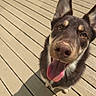 Odin joined the competition — help win amazing prizes! dog, canine, pet, tongue_out, happy, outdoor, wooden_deck, sunlight, brown_fur, ears_up, close_up, nose, animal, muzzle, playful, looking_up, daylight, shadow, friendly, companion