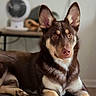 dog, brown_fur, cream_fur, pet, indoor, portrait, animal, canine, ears_up, alert, lying_down, leather_surface, domestic, household, fan, background_blur, closeup, looking_at_camera, relaxed, companion