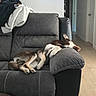 Odin joined the competition — help win amazing prizes! dog, couch, living_room, sleeping, pillows, blanket, jacket, floor, door, hallway, furniture, relaxing, indoor, pet, resting, cozy, fur, house, home, comfort