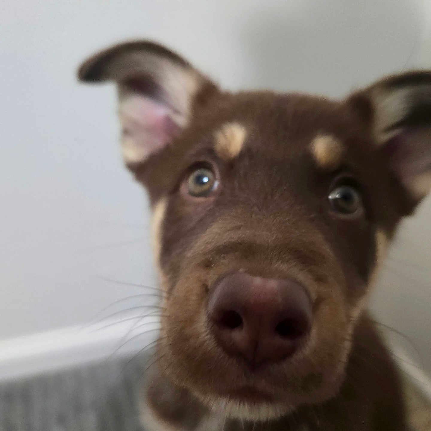 Odin joined the competition — help win amazing prizes! puppy, dog, close_up, brown_fur, tan_markings, nose, ears, whiskers, pet, animal, indoor, curious, young_dog, looking, portrait, canine, face, fur, close, cute