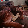 dog, sleeping, indoor, couch, blanket, brown_fur, resting, pet, cozy, relaxed, fur, animal, home, living_room, window, soft_light, furniture, comfort, canine, domestic