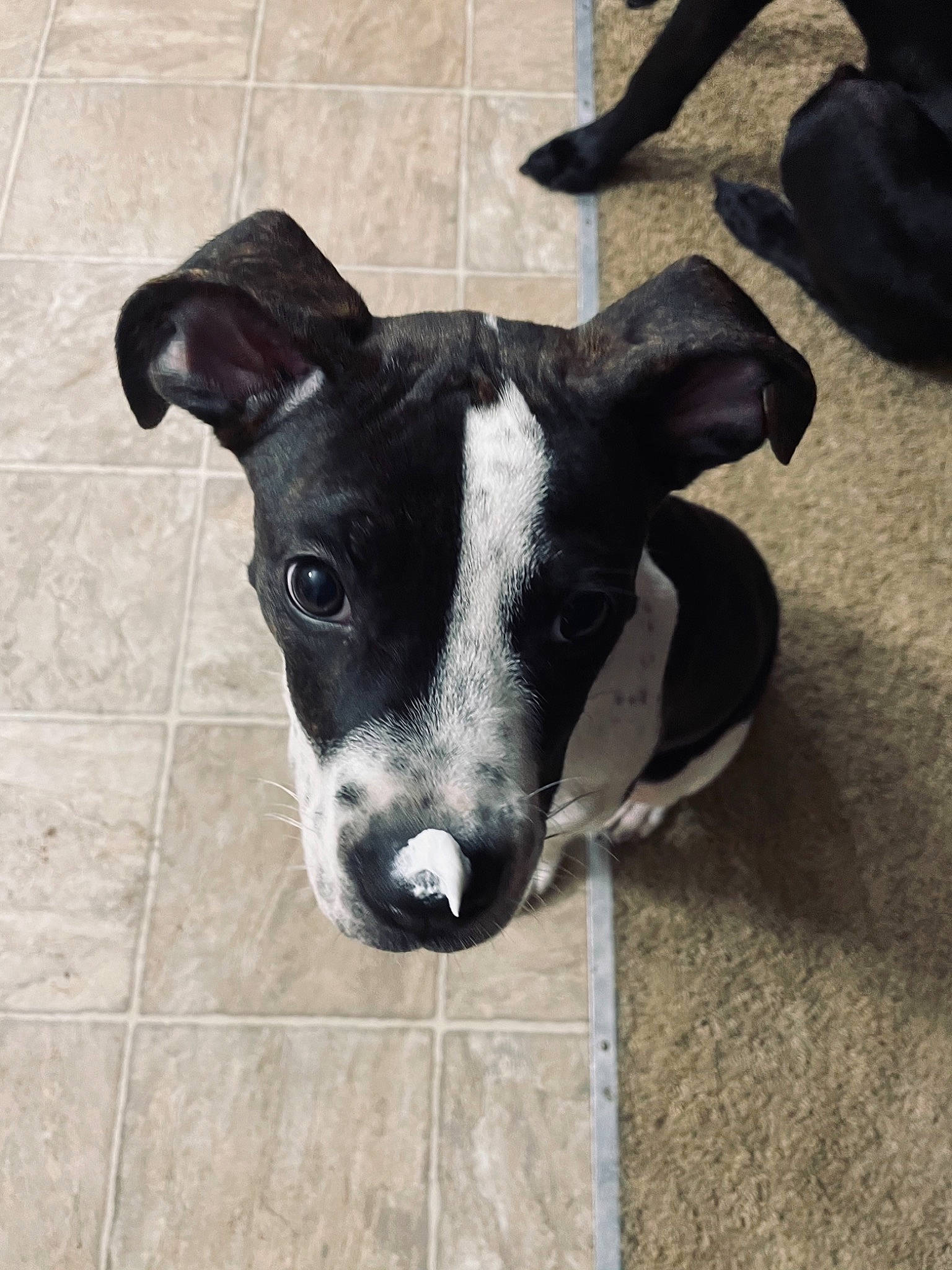 Chief joined the competition — help win amazing prizes! canidae, carnivore, dog, dog_breed, feist, galgo_espanol, greyhound, italian_greyhound, mammal, non_sporting_group, nose, snout, sporting_group, vertebrate, whiskers