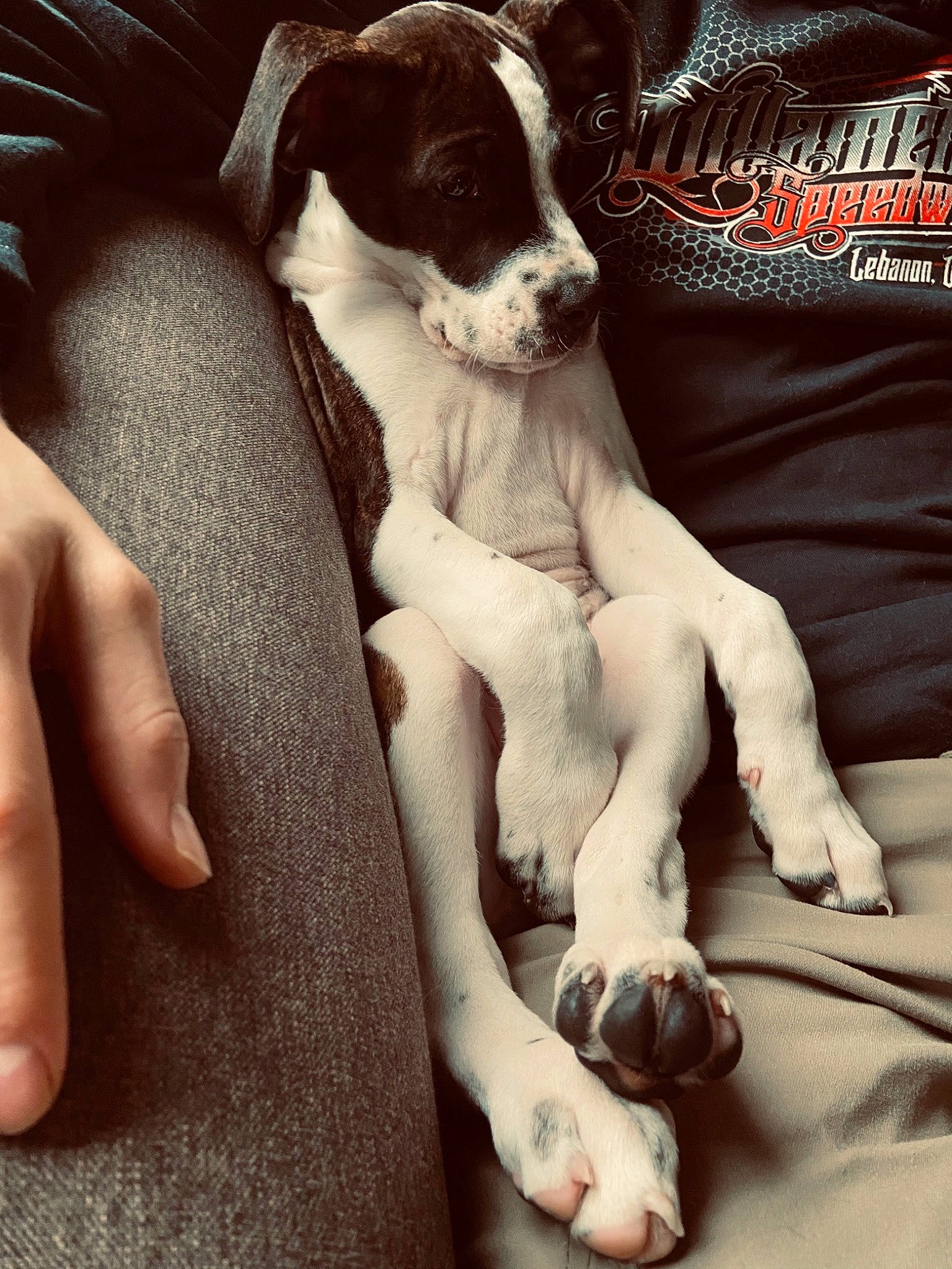 Chief is registered to the contest to win money with this photo: canidae, carnivore, companion_dog, dog, dog_breed, drentse_patrijshond, mammal, paw, pointer, pointing_breed, puppy, puppy_love, sporting_group, vertebrate