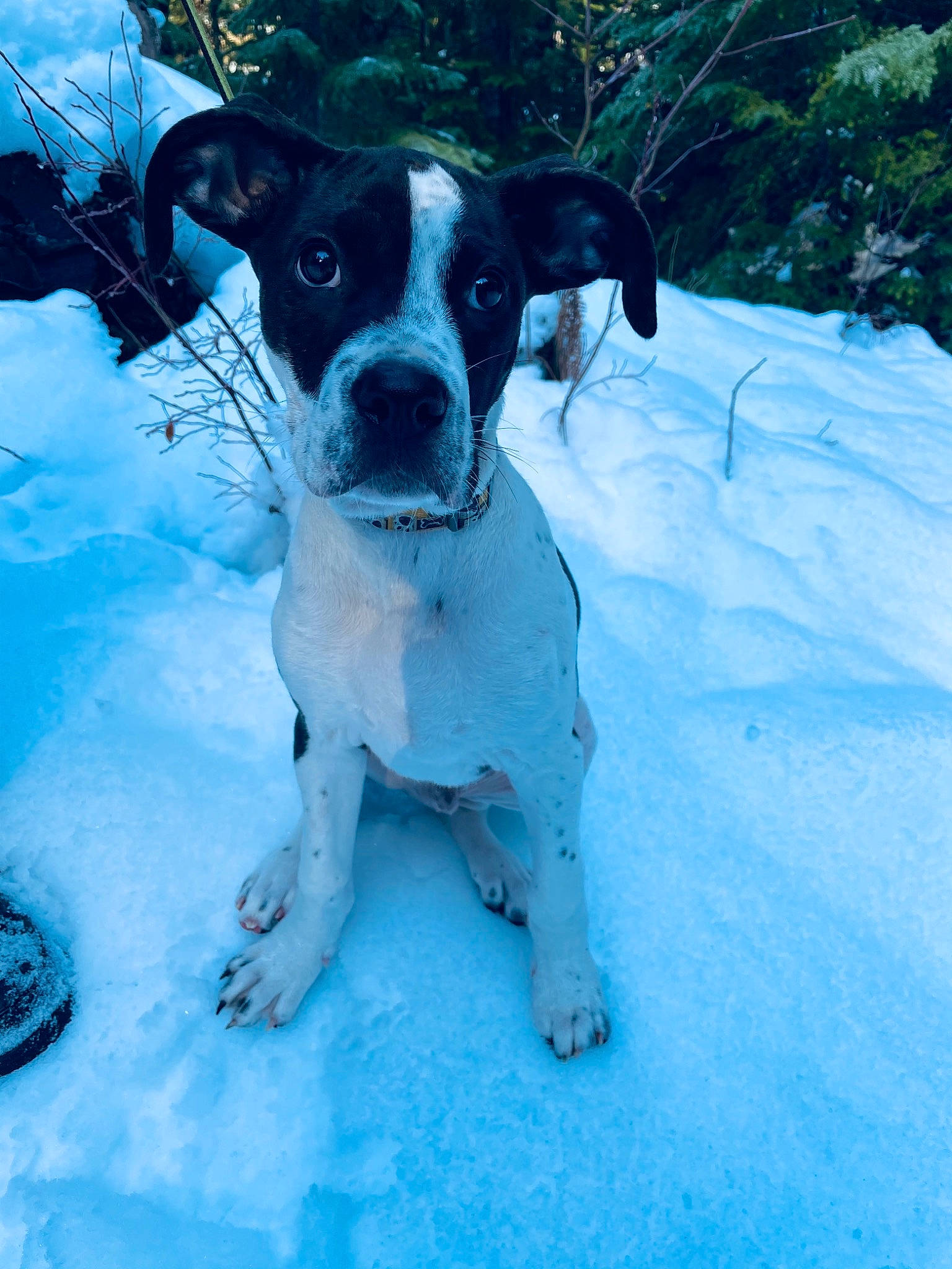 Chief is registered to the contest to win money with this photo: boston_terrier, canidae, carnivore, dog, dog_breed, fawn, mammal, non_sporting_group, pointer, puppy, rare_breed_dog, snout, sporting_group, vertebrate