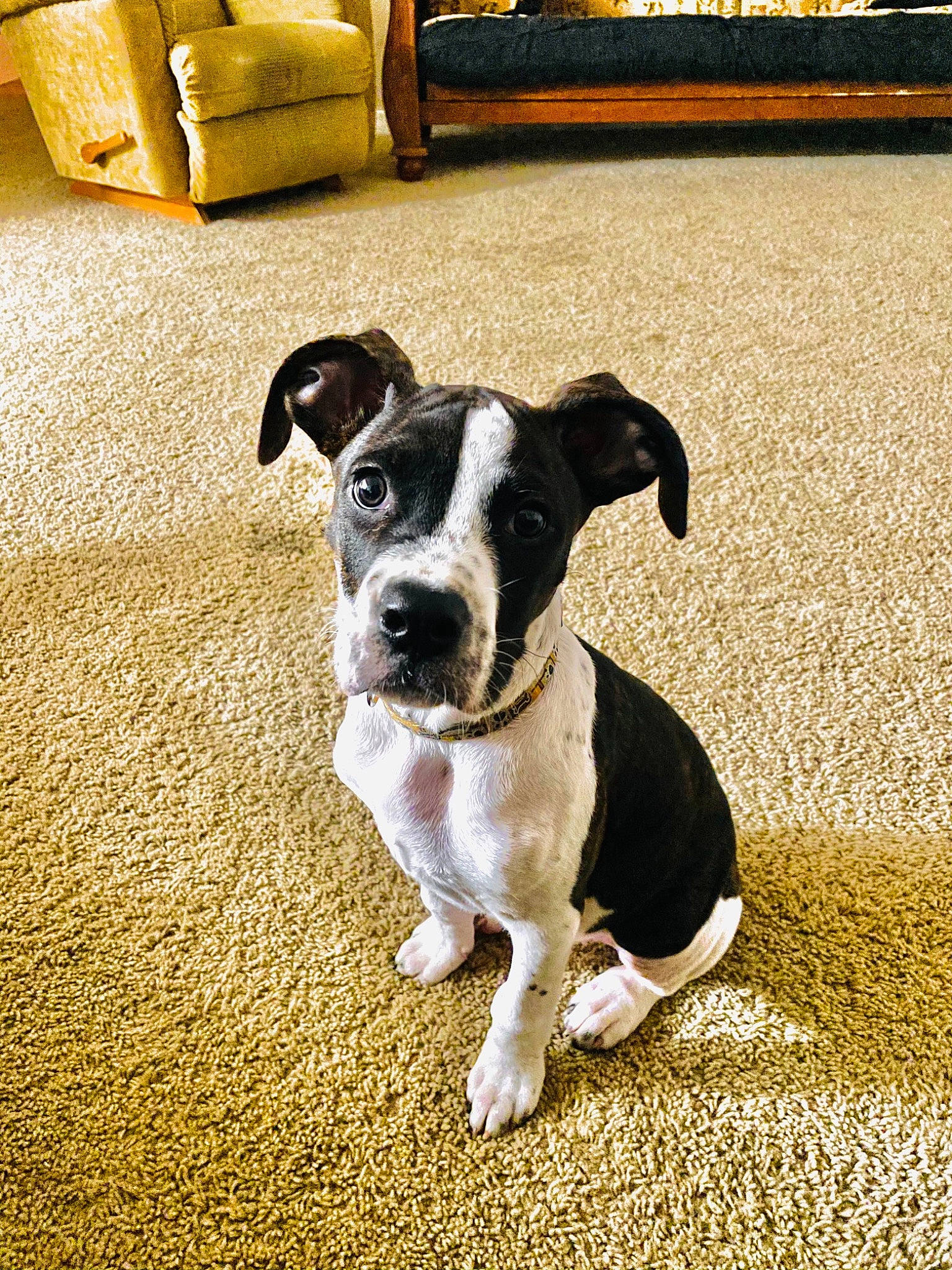 Chief is registered to the contest to win money with this photo: american_pit_bull_terrier, american_staffordshire_terrier, canidae, carnivore, companion_dog, dog, dog_breed, dog_collar, fawn, mammal, non_sporting_group, pit_bull, puppy, rare_breed_dog, snout, sporting_group, vertebrate