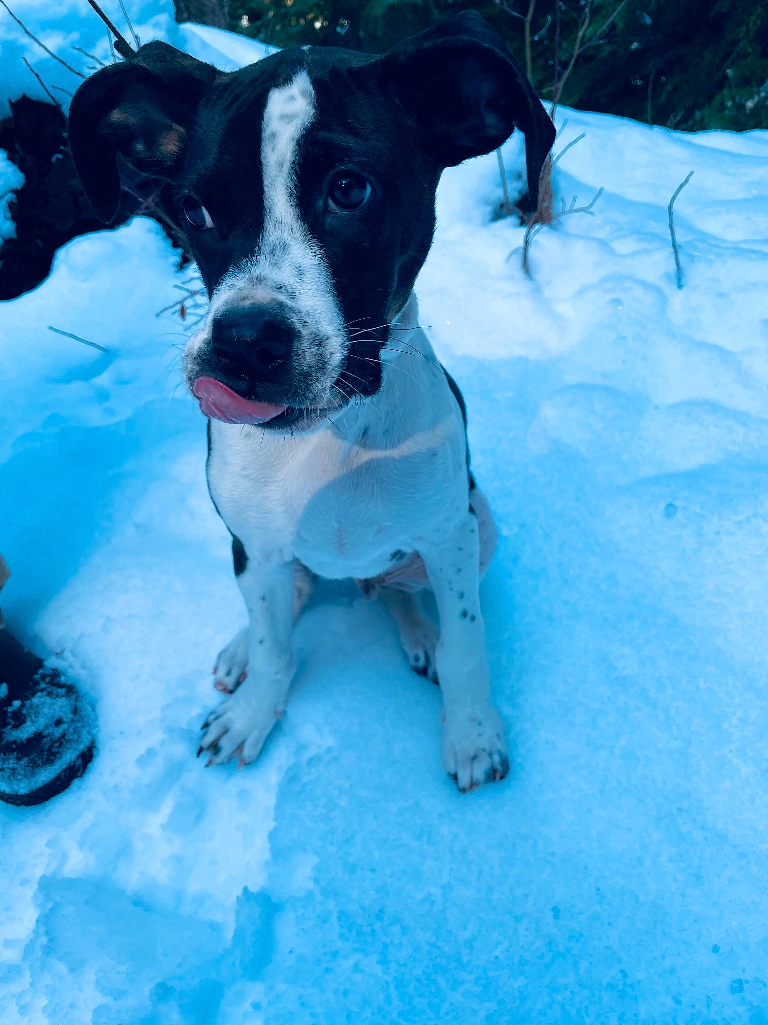Chief joined the competition — help win amazing prizes! canidae, carnivore, danish_swedish_farmdog, dog, dog_breed, eurohound, fawn, mammal, pointer, puppy, snout, snow, sporting_group, winter