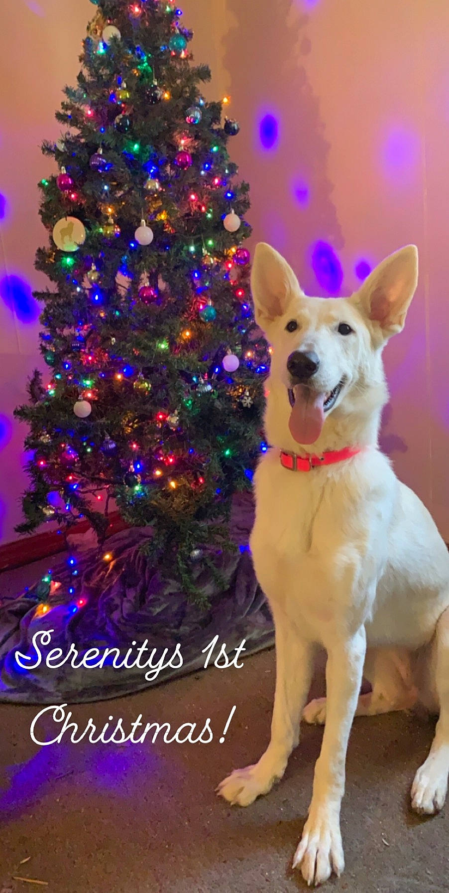 Serenity joined the competition — help win amazing prizes! carnivore, christmas_decoration, christmas_ornament, christmas_tree, collar, companion_dog, conifer, dog, dog_breed, dog_collar, dog_supply, event, evergreen, fawn, happy, holiday, holiday_ornament, ornament, plant, tree