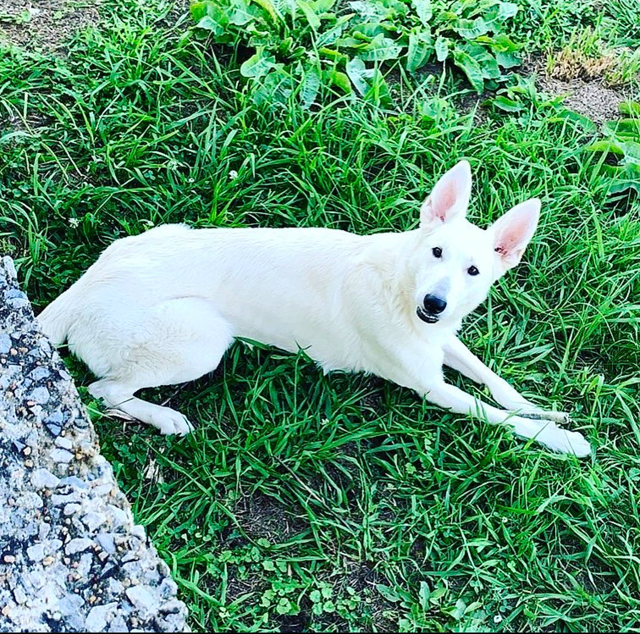 Serenity is registered to the contest to win money with this photo: ancient_dog_breeds, bicycle, canidae, carnivore, companion_dog, dog, dog_breed, fawn, grass, non_sporting_group, plant, snout, sporting_group, tail, terrestrial_animal, tree, working_animal