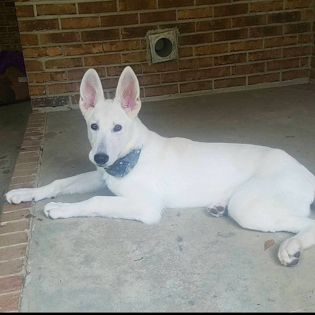 Serenity is registered to the contest to win money with this photo: brick, brickwork, building_material, canidae, carmine, carnivore, companion_dog, composite_material, dog, dog_breed, ear, fawn, mortar, non_sporting_group, paw, sporting_group, tail, terrestrial_animal