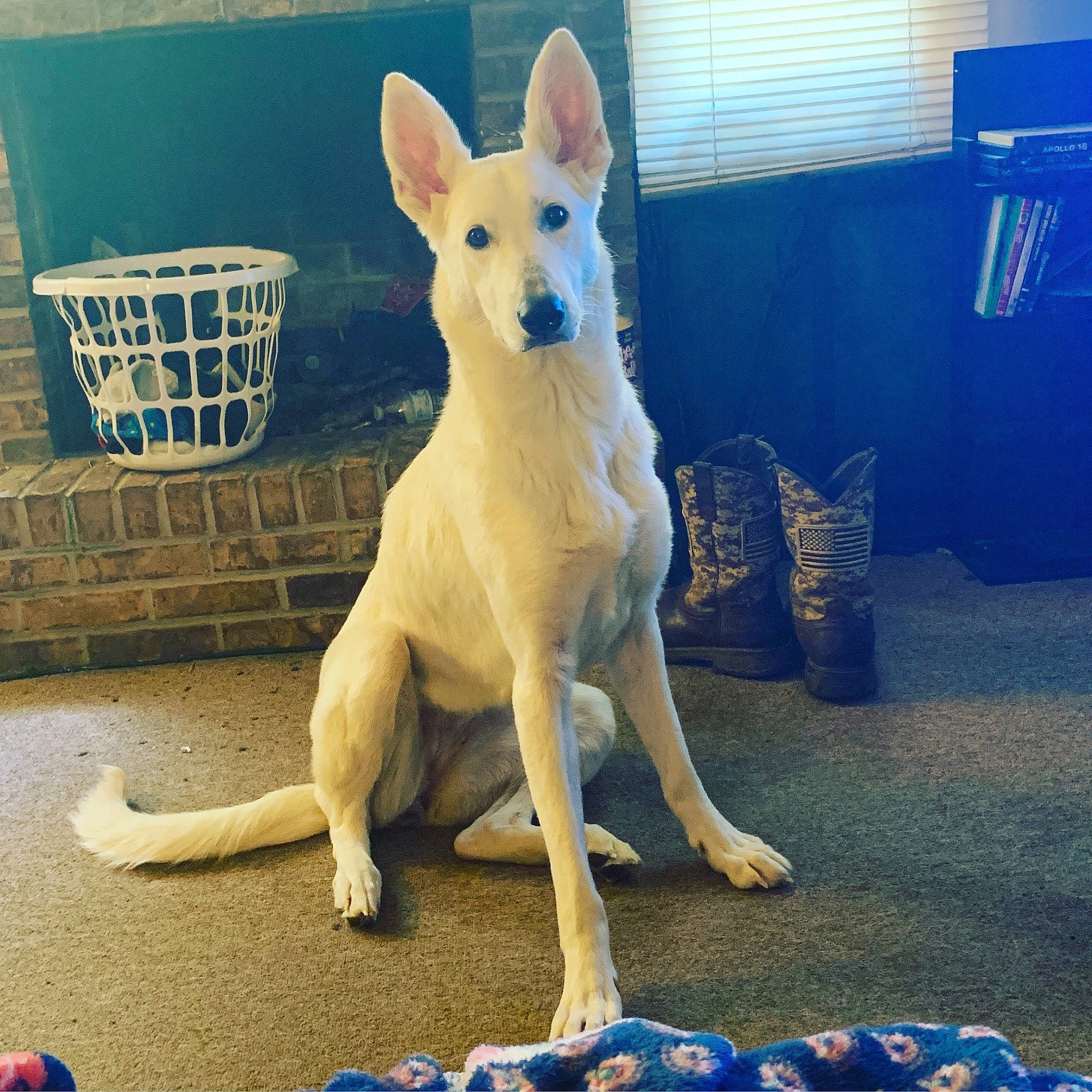 Serenity joined the competition — help win amazing prizes! ancient_dog_breeds, blue, canidae, carnivore, companion_dog, dog, dog_breed, dog_supply, electric_blue, fawn, flooring, fur, metal, paw, snout, tail, terrestrial_animal, toy_dog, whiskers, window