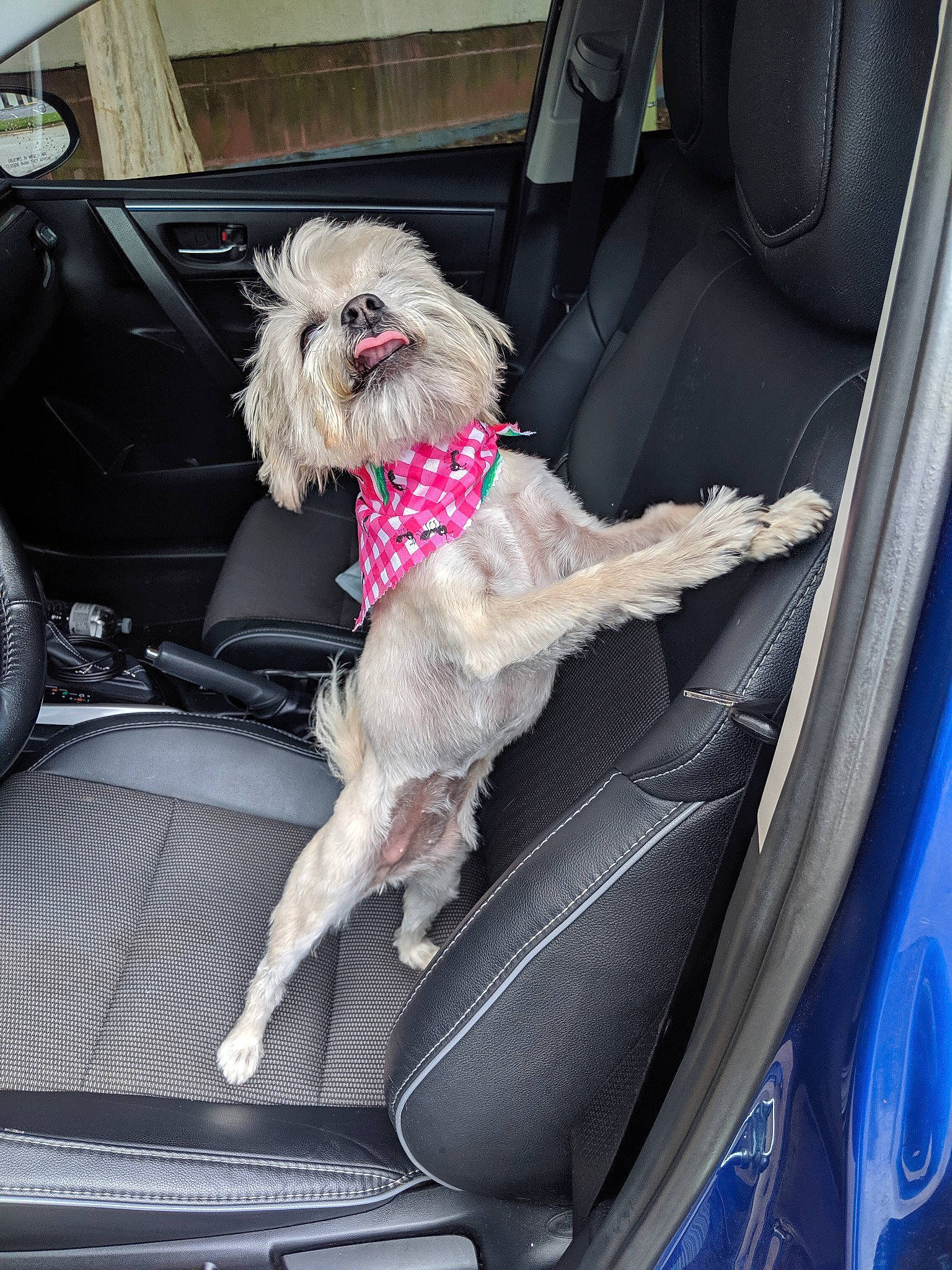 Lady is registered to the contest to win money with this photo: auto_part, automotive_design, automotive_exterior, canidae, car, car_seat, car_seat_cover, carnivore, collar, companion_dog, dog, dog_breed, family_car, fashion_accessory, fawn, motor_vehicle, seat_belt, sporting_group, vehicle, vehicle_door