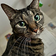 Tiger is registered to the contest to win money with this photo: cat, tabby, close_up, green_eyes, whiskers, indoor, pet, feline, curious, portrait, animal, fur, domestic, looking, face, ears, nose, focus, soft_light, background_blur