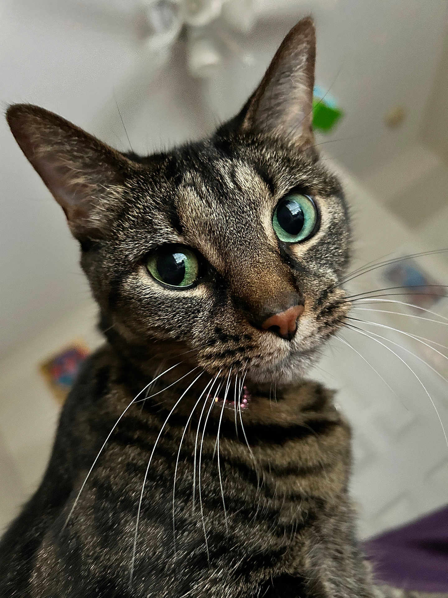 Tiger is registered to the contest to win money with this photo: cat, tabby, close_up, green_eyes, whiskers, indoor, pet, feline, curious, portrait, animal, fur, domestic, looking, face, ears, nose, focus, soft_light, background_blur