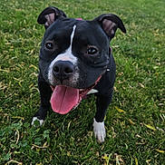 Peaches joined the competition — help win amazing prizes! black_and_white, canine, close_up, collar, dog, ears, grass, greenery, happy, nose, outdoors, panting, park, paws, pet, playful, short_coat, summer, tongue_out, whiskers