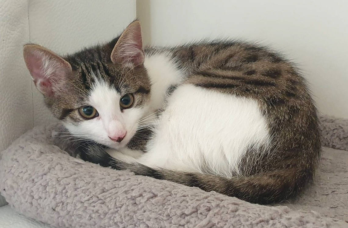 Filou a rejoint le concours — aidez-le/la à gagner de superbes lots ! carnivore, cat, comfort, domestic_short_haired_cat, eye, felidae, fur, paw, small_to_medium_sized_cats, snout, tail, whiskers