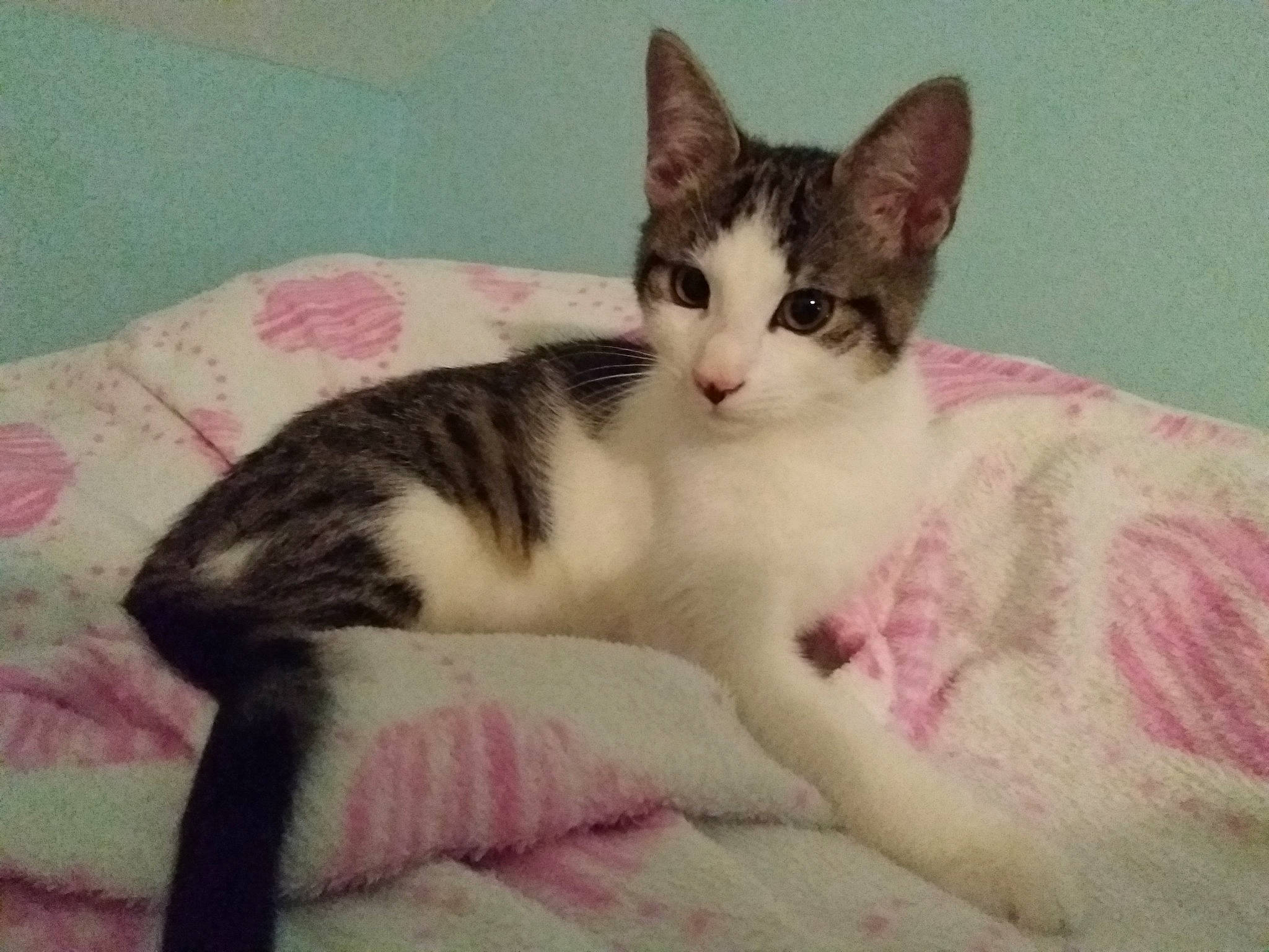 Filou a rejoint le concours — aidez-le/la à gagner de superbes lots ! bed, carnivore, cat, cat_supply, claw, comfort, domestic_short_haired_cat, felidae, fur, linens, nap, paw, small_to_medium_sized_cats, tail, whiskers