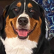 Rocky joined the competition — help win amazing prizes! dog, bernese_mountain_dog, smiling, tongue_out, indoor, pet, canine, happy, fur, close_up, face, animal, companion, cute, friendly, mammal, domestic_animal, portrait, sitting, blanket