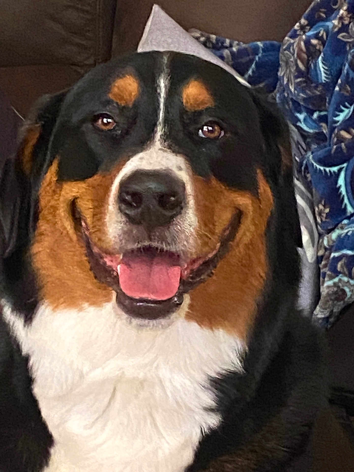Rocky joined the competition — help win amazing prizes! dog, bernese_mountain_dog, smiling, tongue_out, indoor, pet, canine, happy, fur, close_up, face, animal, companion, cute, friendly, mammal, domestic_animal, portrait, sitting, blanket