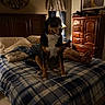 Rocky joined the competition — help win amazing prizes! animal, bed, bedroom, blanket, cozy, curtains, dog, feet, furniture, indoors, lamp, nightstand, person, pet, pillow, plaid, resting, sleeping, wall_art, wooden_furniture