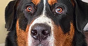 Rocky is registered to the contest to win money with this photo: animal, background, black_fur, blanket, brown_eyes, calm, closeup, dog, ears, face, fan, fur, home, indoor, looking, orange_fur, pet, portrait, snout, white_fur