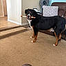 Rocky joined the competition — help win amazing prizes! animal, black_fur, brown_couch, canine, carpet, chew_stick, curious, dog, fan, floor, furniture, home, indoor, living_room, looking, pet, pillow, standing, tan_fur, white_fur