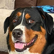 Rocky is registered to the contest to win money with this photo: animal, bernese_mountain_dog, black_fur, brown_fur, canine, close_up, companion, couch, cute, dog, domestic, friendly, happy, indoor, pet, pillow, portrait, smiling, tongue_out, white_fur