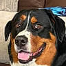 animal, bernese_mountain_dog, black_fur, brown_fur, canine, close_up, companion, couch, cute, dog, domestic, friendly, happy, indoor, pet, pillow, portrait, smiling, tongue_out, white_fur