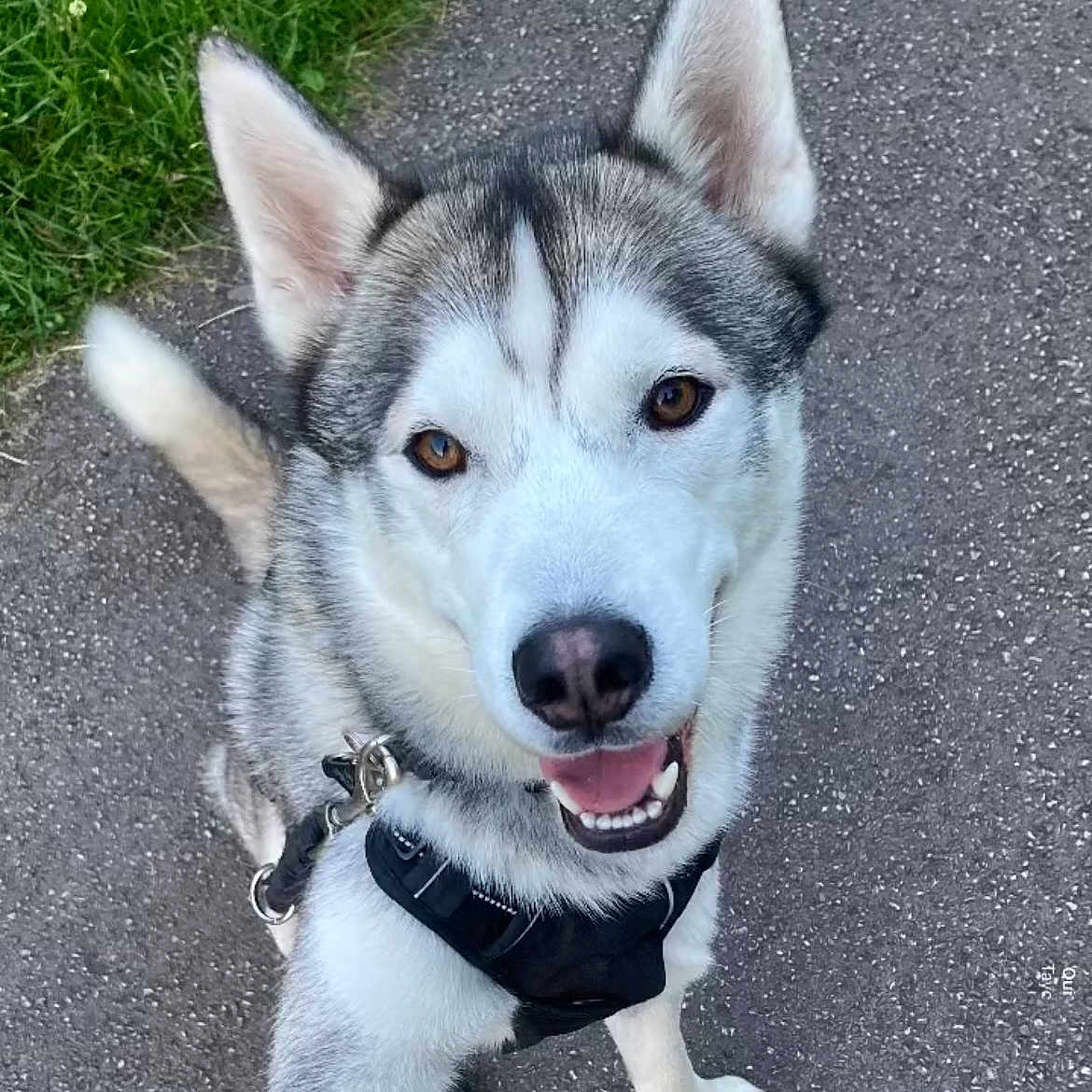 Taiko participe au concours pour gagner de l'argent avec cette photo : animal, canine, dog, eskimodog, husky, pet, puppy, snout, whitedog