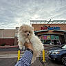 puppy, dog, pomeranian, fluffy, pet_smart, storefront, parking_lot, person, hand, arm, watch, cloudy_sky, yellow_poles, car, checkered_shirt, sidewalk, building, outdoor, daytime, animal
