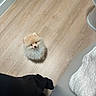 Bella joined the competition — help win amazing prizes! puppy, dog, pomeranian, fluffy, small, indoor, wooden_floor, looking_up, curious, pet, cute, adorable, animal, companion, domestic, fur, waiting, standing, light, cozy