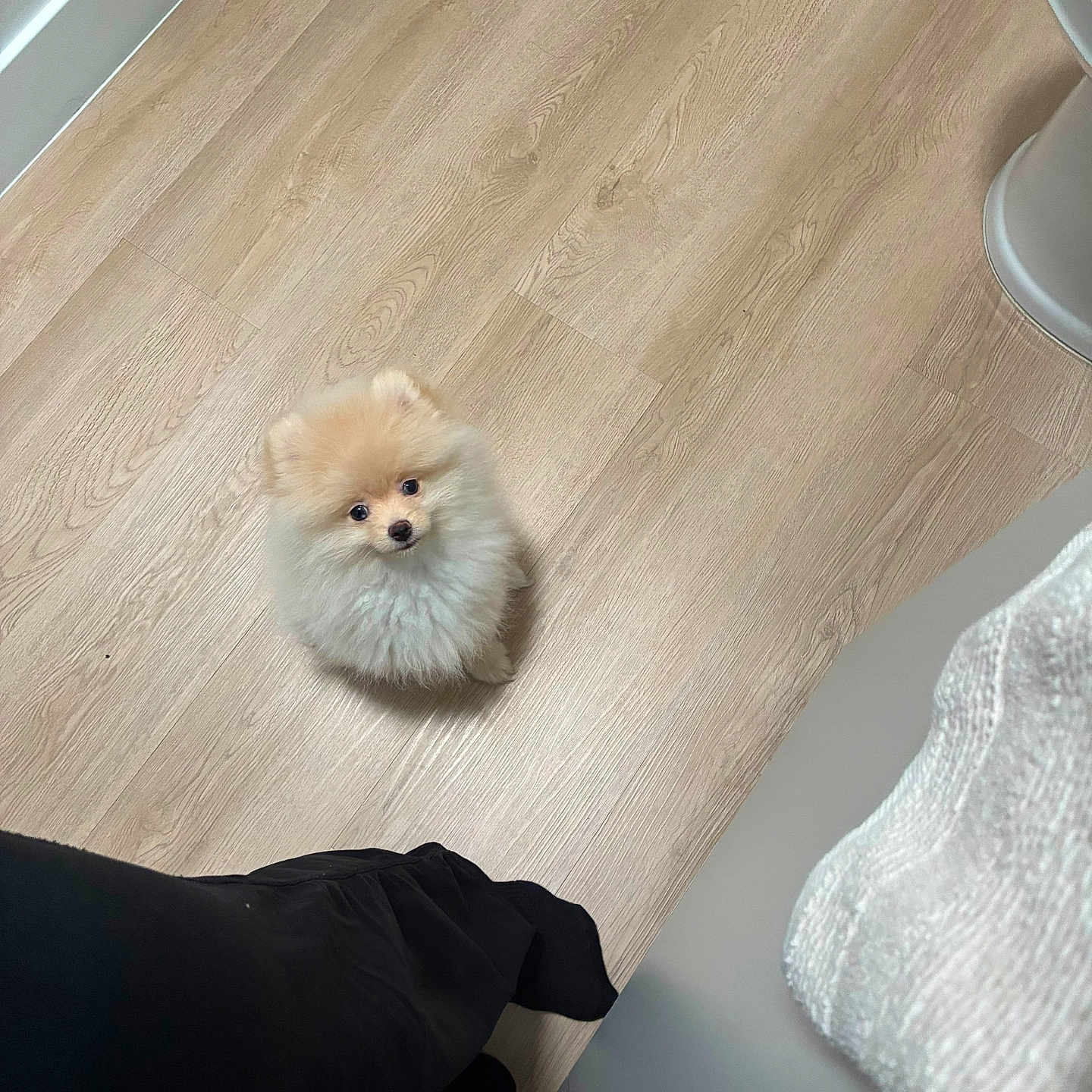 Bella