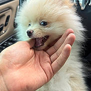 Bella joined the competition — help win amazing prizes! puppy, dog, pomeranian, fluffy, hand, car_interior, steering_wheel, dashboard, playful, pet, cute, animal, small_dog, fur, mouth, teeth, person, indoor, closeup, adorable