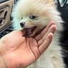 puppy, dog, pomeranian, fluffy, hand, car_interior, steering_wheel, dashboard, playful, pet, cute, animal, small_dog, fur, mouth, teeth, person, indoor, closeup, adorable