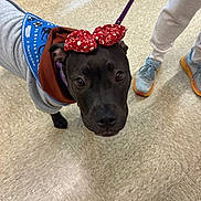 Mango joined the competition — help win amazing prizes! dog, pet, black_dog, bandana, bow, hoodie, leash, collar, close_up, looking_up, tile_floor, indoor, sneakers, human_legs, eyes, face, portrait, cute, waiting, service_animal