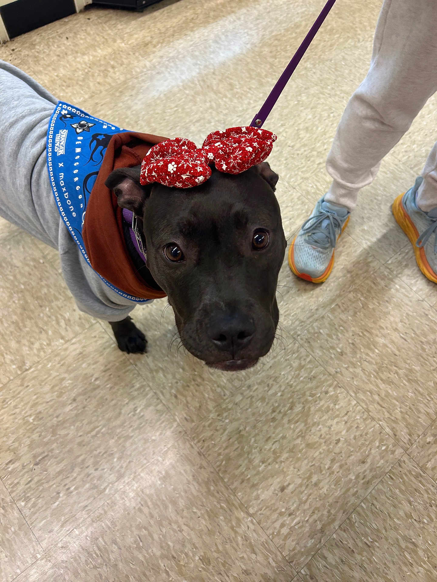 Mango joined the competition — help win amazing prizes! dog, pet, black_dog, bandana, bow, hoodie, leash, collar, close_up, looking_up, tile_floor, indoor, sneakers, human_legs, eyes, face, portrait, cute, waiting, service_animal